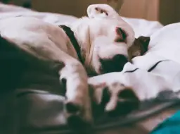 Twój pies zjadł bukszpan? Objawy zatrucia i szybka pomoc