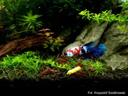 Ile rybek w akwarium 25l? Kluczowe zasady dla zdrowego środowiska