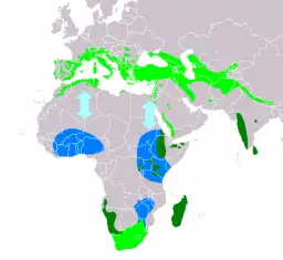 Gdzie zimują jerzyki: poznaj niezwykłe miejsca odpoczynku tych ptaków