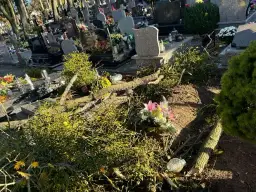 Kto odpowiada za drzewa na cmentarzu i jak dbać o ich zdrowie?