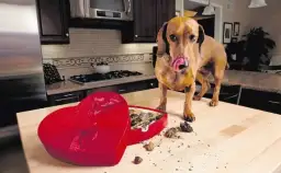 Czy pies może jeść mak: Poznaj niebezpieczeństwa dla zdrowia pupila