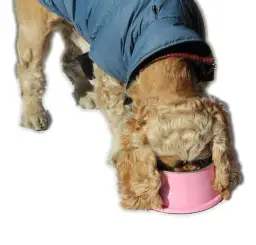 Jak wybrać idealną miskę dla spaniela i chronić jego długie uszy podczas jedzenia