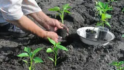 Jak głęboko siać paprykę, aby uniknąć błędów i cieszyć się plonami