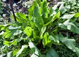 Kiedy sezon na szczaw? Odkryj najlepszy czas na zbiór i smak