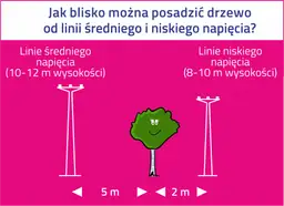 Ilustracja pokazuje, jak zachować bezpieczną odległość od linii energetycznych. Drzewo powinno być posadzone 5 m od linii średniego napięcia (10-12 m) i 2 m od linii niskiego napięcia (8-10 m).