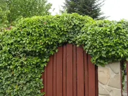 Najlepsze bluszcze na ogrodzenie. Jak wybrać idealną roślinę pnącą?