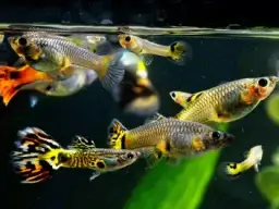 Jak często rozmnażają się gupiki? Poznaj ich cykl życia i więcej informacji