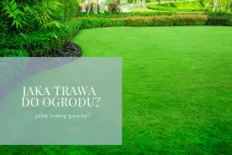 Jaką trawę do ogrodu wybrać, aby uniknąć problemów z pielęgnacją?