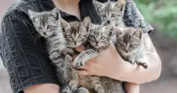 Zastrzyk antykoncepcyjny dla kota: koszty i skutki uboczne tej metody