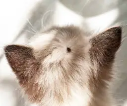 Strupki na skórze kota: przyczyny, leczenie i jak im zapobiegać