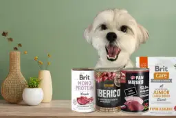 Karma dla psa alergika: Koniec z drapaniem? Sprawdź, co wybrać!