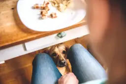 Czy pies może jeść ciasto? Poznaj zagrożenia i bezpieczne opcje