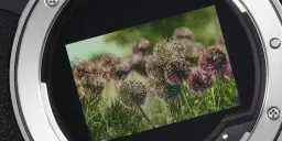 Zbliżenie na obiektyw aparatu z widokiem na kwiaty cebuli, z pikselami widocznymi na zdjęciu.