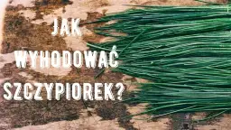 Jak uprawiać szczypiorek - proste metody i skuteczne porady pielęgnacyjne