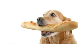 Czy pies może jeść chleb z pasztetem? Ryzyko i zdrowe zamienniki