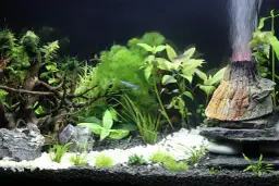 Jak ułożyć kamienie w akwarium, by stworzyć bezpieczne środowisko