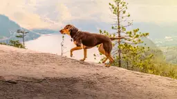 O psie który wrócił do domu na Netflix – gdzie go obejrzeć w Polsce?