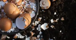 Skorupki od jajek do jakich śmieci - uniknij błędów w segregacji