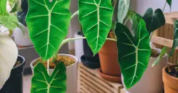  Ozdobne doniczki i donice do domu - Najpiękniejsze dekoracje roślinne w atrakcyjnych cenach