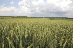 Kto uprawia zboże na Ukrainie? Poznaj największych producentów i rolników