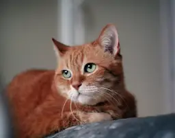 Jakiego kota wybrać? Rasy, koszty, adopcja znajdź idealnego!