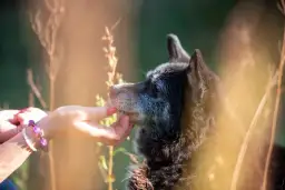 Wolontariat w schronisku: Jak pomóc zwierzętom i dołączyć do akcji