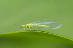 Mały zielony robaczek: Gatunki, porady i jak dbać o pielęgnację