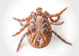 Czy kleszcze są w zimę? Dowiedz się, jak uniknąć zagrożeń