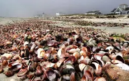 Najlepsze miejsca do zbierania muszli nad Bałtykiem i cenne wskazówki