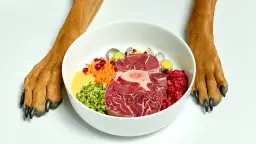 Czy surowe mięso wieprzowe jest bezpieczne dla psa? Ryzyko i alternatywy w diecie