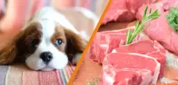 Czy pies może jeść wieprzowinę? Bezpieczne przygotowanie i ryzyko