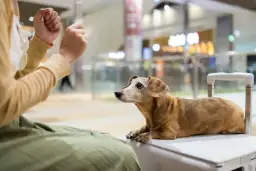 Przewóz psa samolotem: Ile zapłacisz? Cennik + ukryte koszty