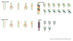 Jak zrobić bransoletkę z muliny? Kompletny poradnik dla każdego