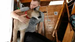 Ile kosztuje puma z hodowli? Ceny i ograniczenia w Polsce