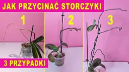 Przycinanie storczyków: Kiedy i jak ciąć, by kwitły obficie?
