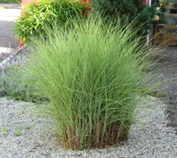 Miskant Morning Light: Jak szybko rośnie i osiąga imponującą wysokość