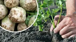 Rozsada selera kiedy do gruntu: uniknij błędów w sadzeniu