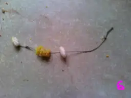 Jak założyć makaron na haczyk? Poradnik i triki na leszcze!