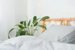 Czy skrzydłokwiat może stać w sypialni? Sprawdź, co musisz wiedzieć