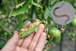 Jak wyglądają nicienie w glebie? Odkryj ich tajemnice i rolę w ekosystemie