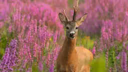 Ile zarabia fotograf zwierzęcy w Polsce? Fakty, które zaskakują