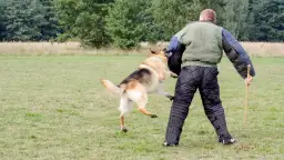 Jak bronić się przed psem - skuteczne metody unikania ataku