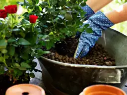 Jak stosować keramzyt w doniczce, by uniknąć problemów z roślinami