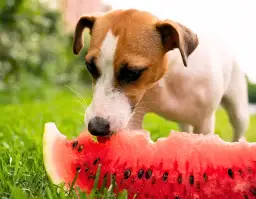 Od kiedy szczeniak może jeść owoce? Bezpieczne i zakazane