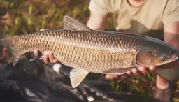 Jaką wędkę na karpia wybrać, by uniknąć rozczarowania?
