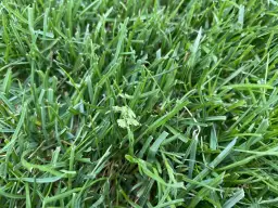 Gęsta, zielona trawa, z widocznymi źdźbłami i kilkoma kłoskami. To idealne warunki do wzrostu dla nasion Kentucky bluegrass.