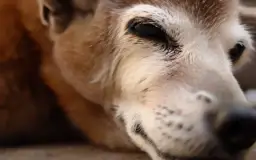 Sennik: Pies, którego już nie ma - znaczenie i symbolika snów