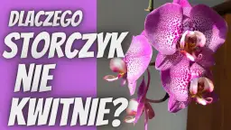 Storczyk nie kwitnie? Sprawdź te 4 kroki do obfitych kwiatów