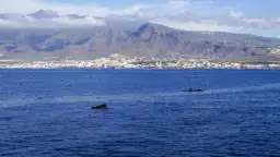 Ile kosztuje pływanie z delfinami na Teneryfie? Ceny i alternatywy