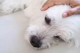 Co weterynarz robi z uśpionym psem? Poznaj ważne kroki i emocje